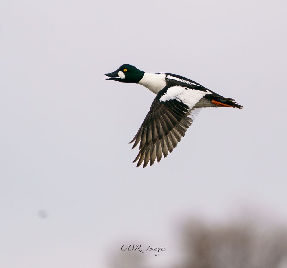 A Common Goldeneye with iridescent green head and white body soaring through the air.