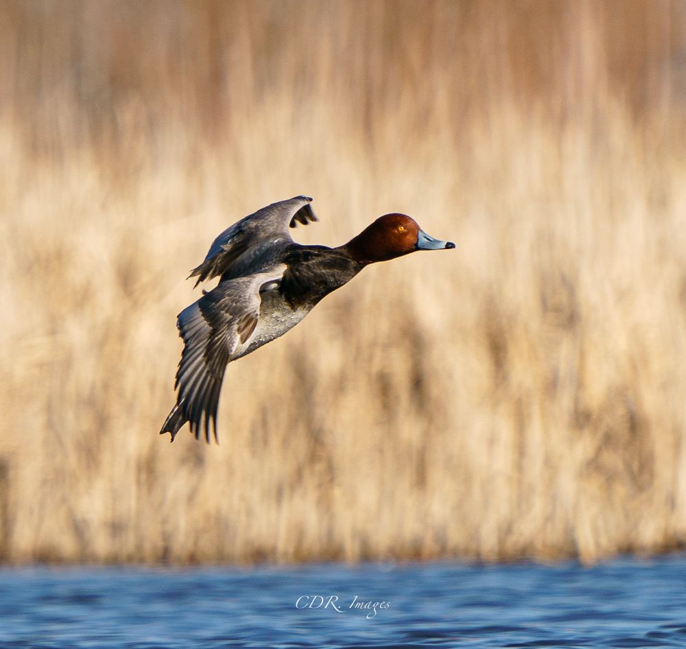 Redhead duck in flight with wings spread against blurred natural background.