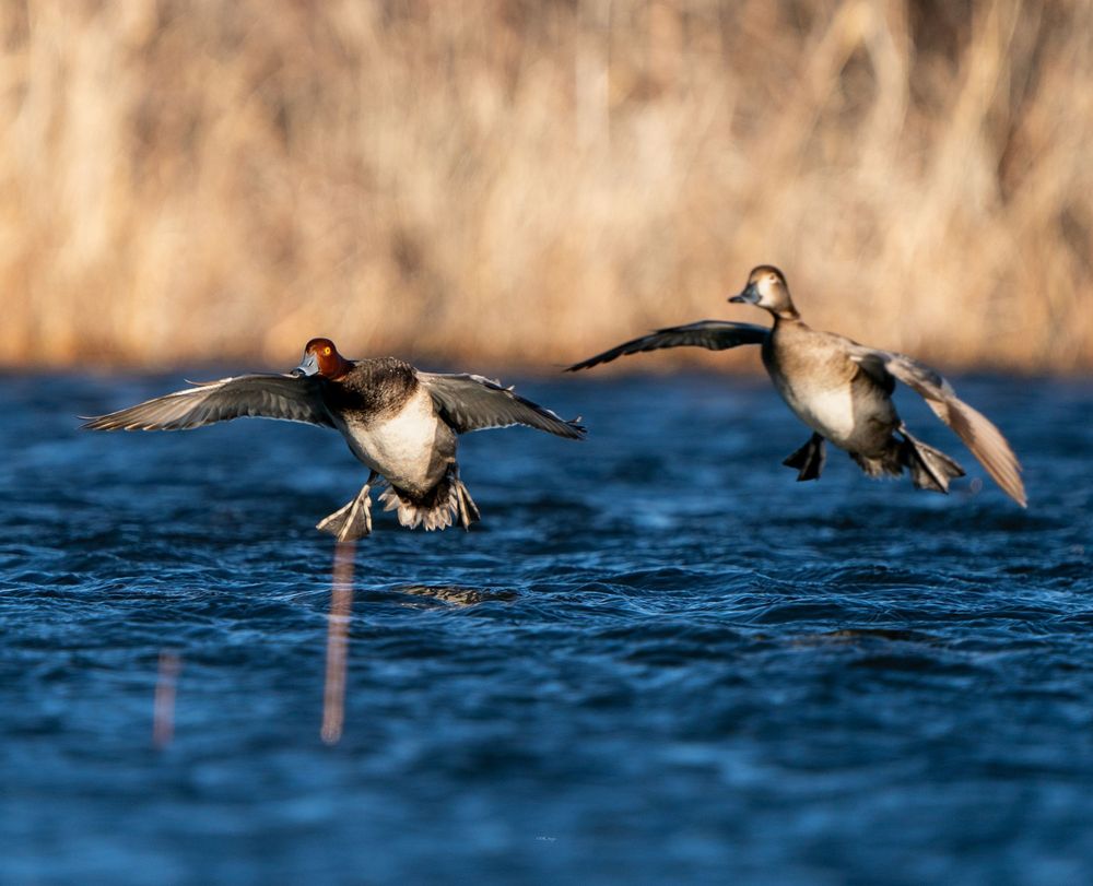 Two ducks landing on blue water with wings spread wide during sunset.