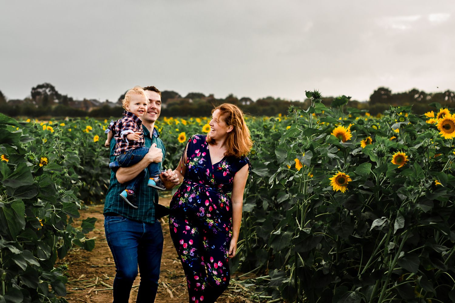 In a sunflower field on Hayling Island a family with their young Son has fun between the flowers.