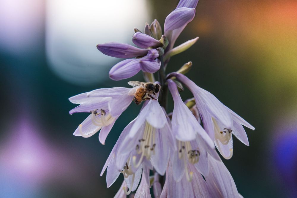 Macro shot of a honeybee pollinating delicate purple hosta flowers with a soft bokeh background.