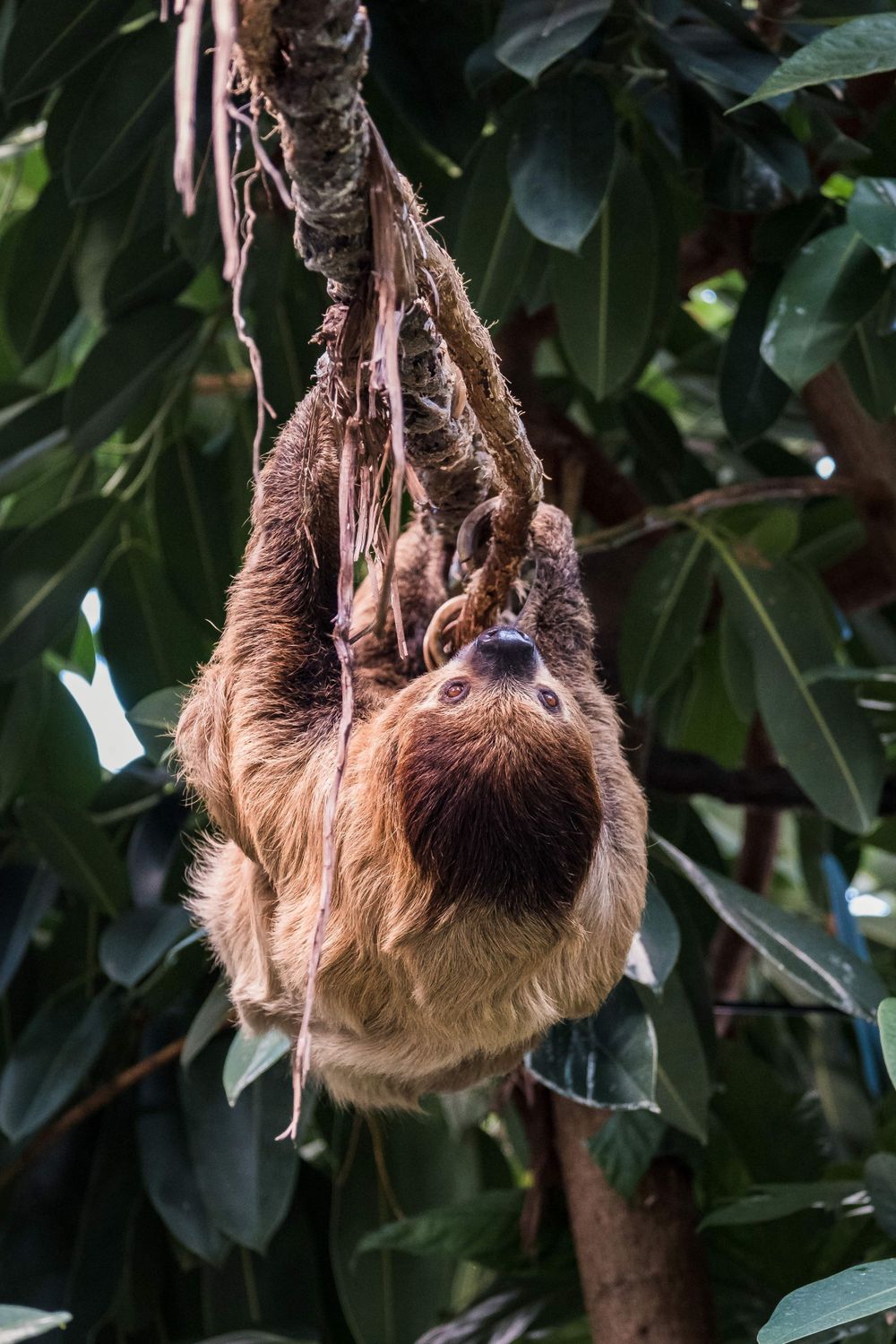 A two-toed sloth hanging upside down from a tree branch surrounded by green tropical leaves.