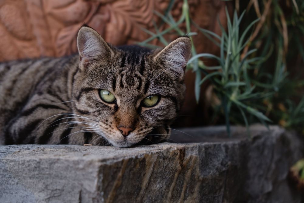 A tabby cat with striking green eyes resting on a stone surface near green plants.
