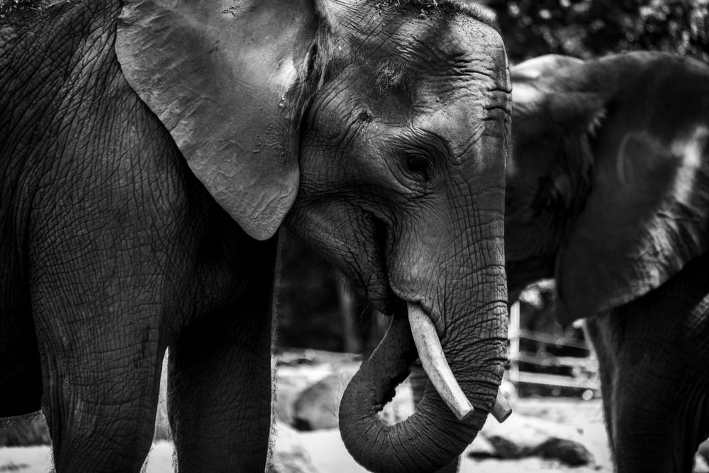 Close-up black and white portrait of two elephants with tusks in natural habitat.
