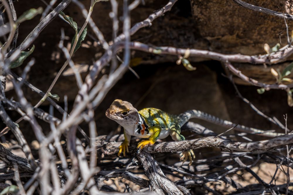 Colorful collared lizard perched on dry branches among rocks in desert scrubland habitat.