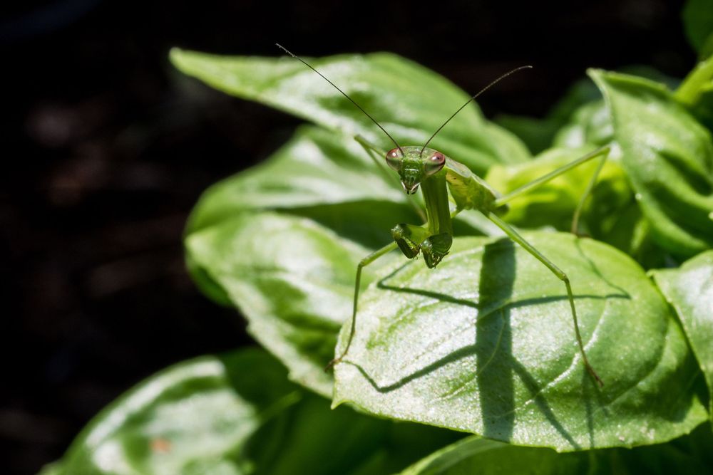 A green praying mantis perched on a broad sunlit leaf in a garden setting.