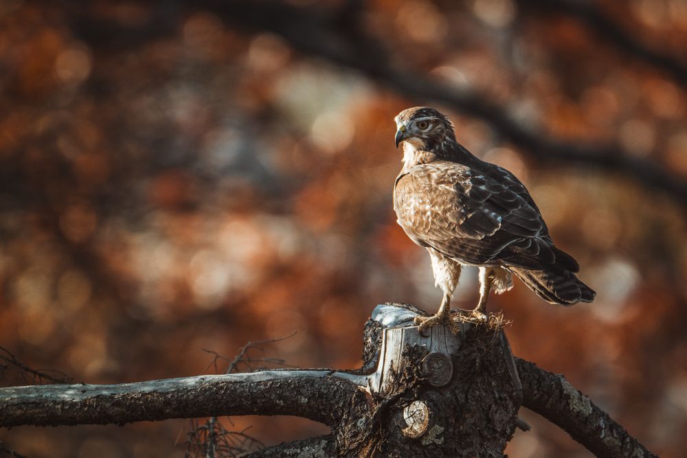 A hawk perched on a weathered wooden post surrounded by autumn foliage in warm tones.