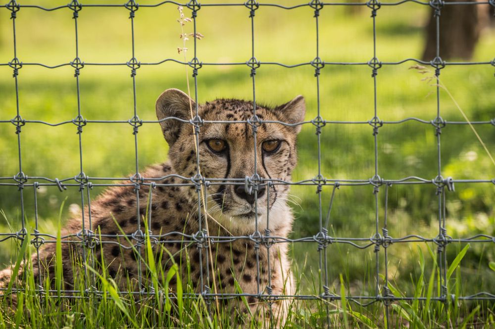 A cheetah lying in green grass behind a metal wire fence enclosure at a wildlife sanctuary.