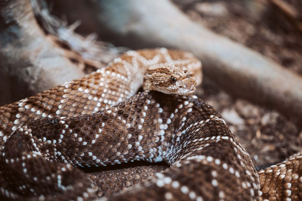 A coiled rattlesnake with distinctive brown and white diamond pattern scales resting on dry ground.