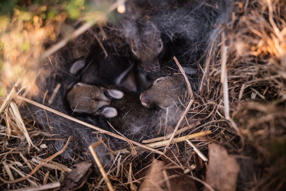 Newborn baby birds nestled in a cozy nest made of dry grass and fur.