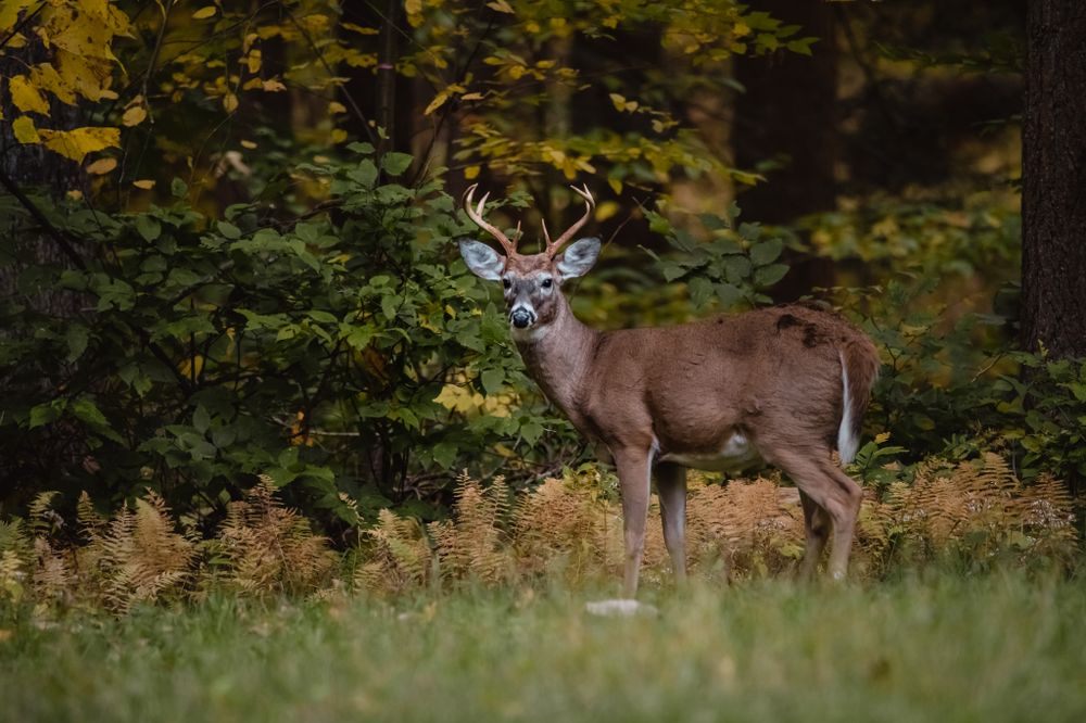 A white-tailed buck with antlers stands alert at the edge of an autumn forest.