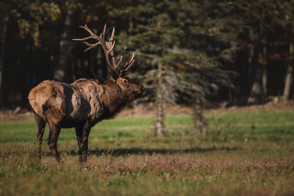 A large bull elk with impressive antlers stands in a grassy meadow near a forest.