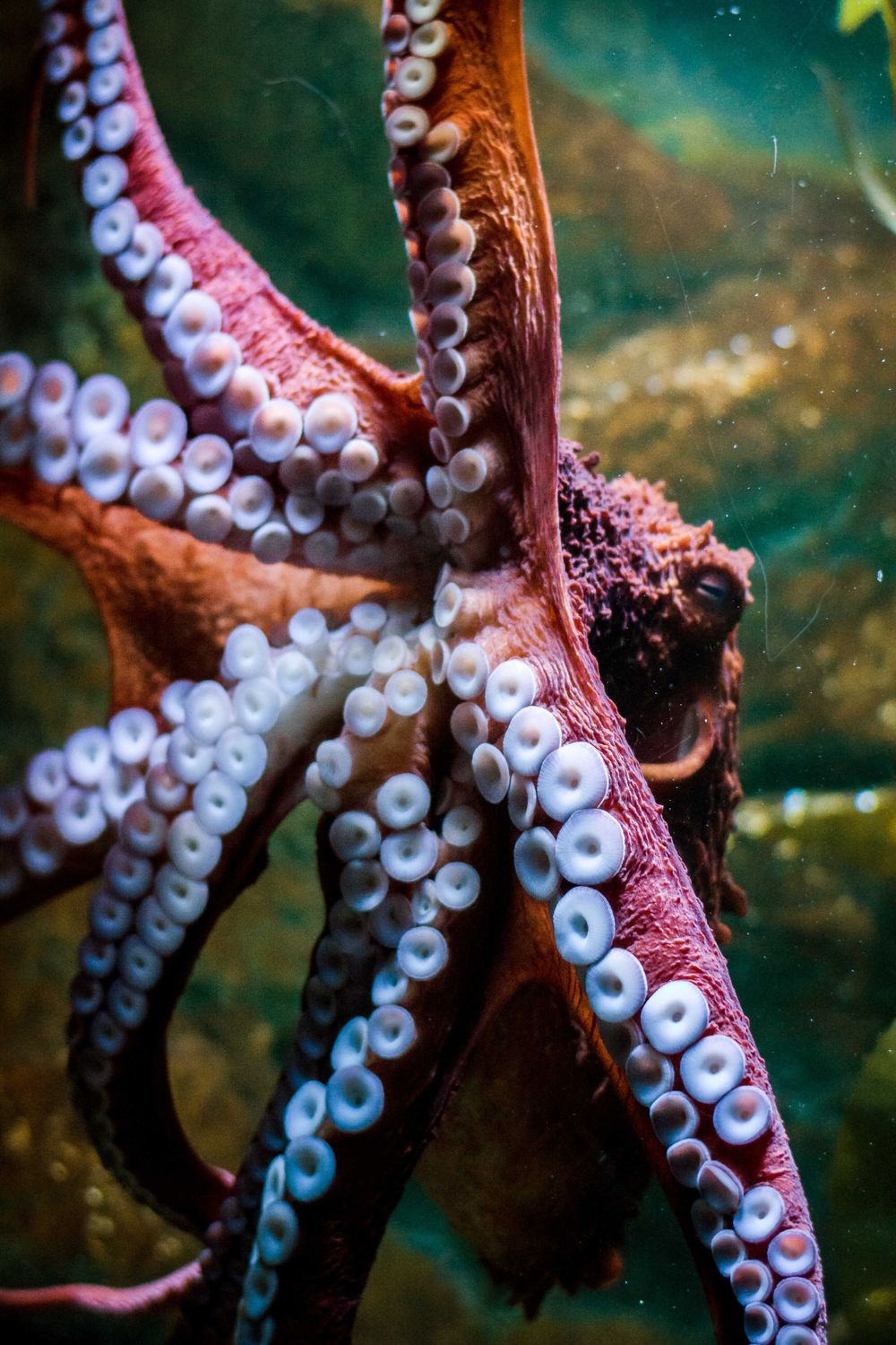 A giant Pacific octopus displaying vibrant red tentacles with white suckers underwater.