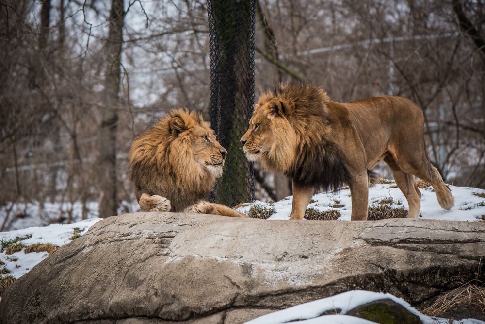 Two male lions with full manes facing each other on snowy rocks in winter forest.