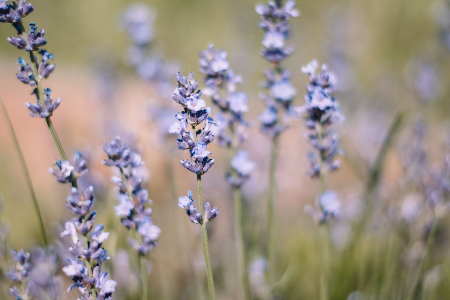 Purple lavender flowers blooming in soft focus garden setting.