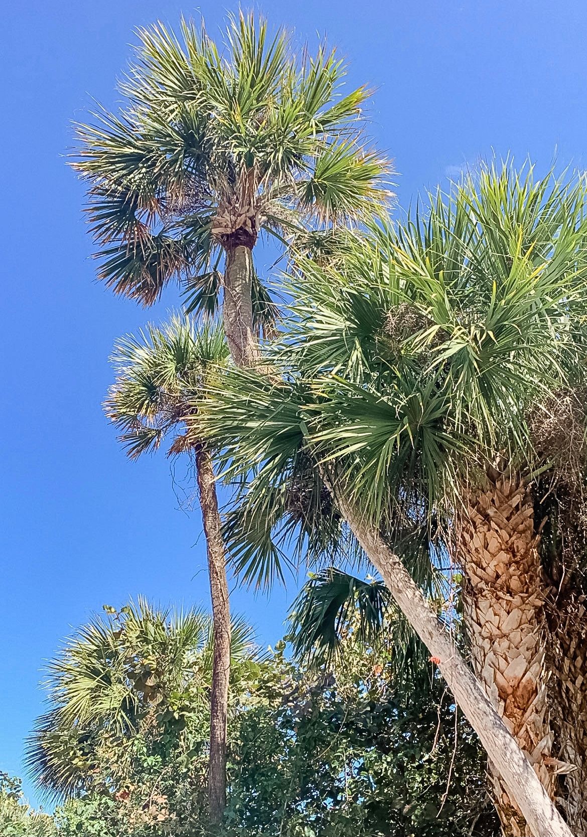Row of tall palm trees with fan-shaped fronds against vibrant blue sky.