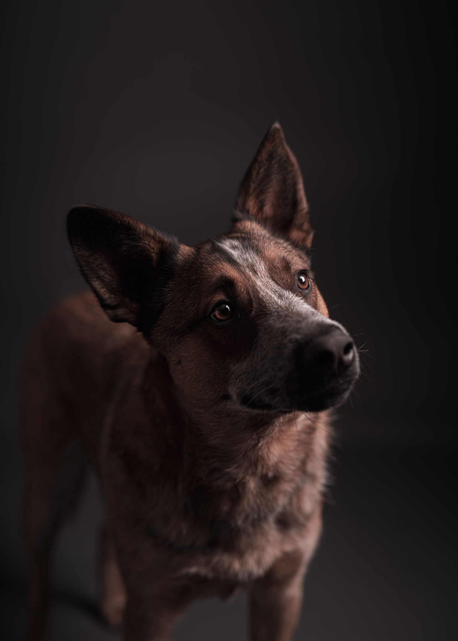 Face shot of a Red Cattle Dog