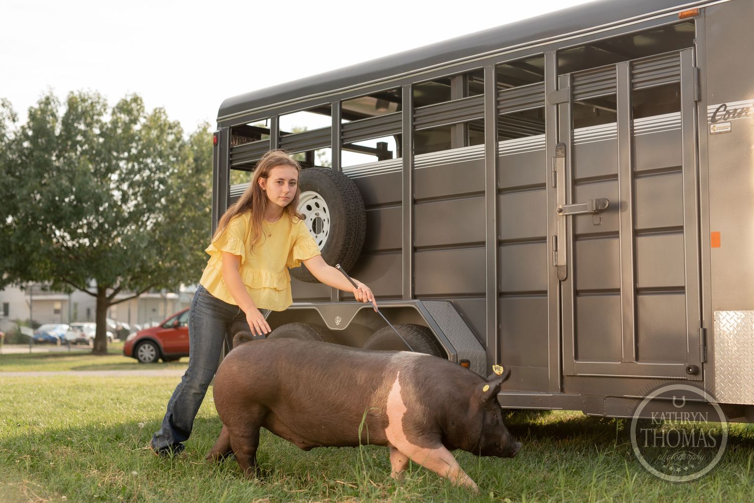 A show pig being guided beside a large brown livestock trailer outdoors.