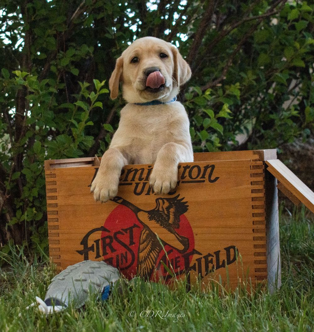 Yellow labrador puppy sitting in vintage wooden hunting decoy box.