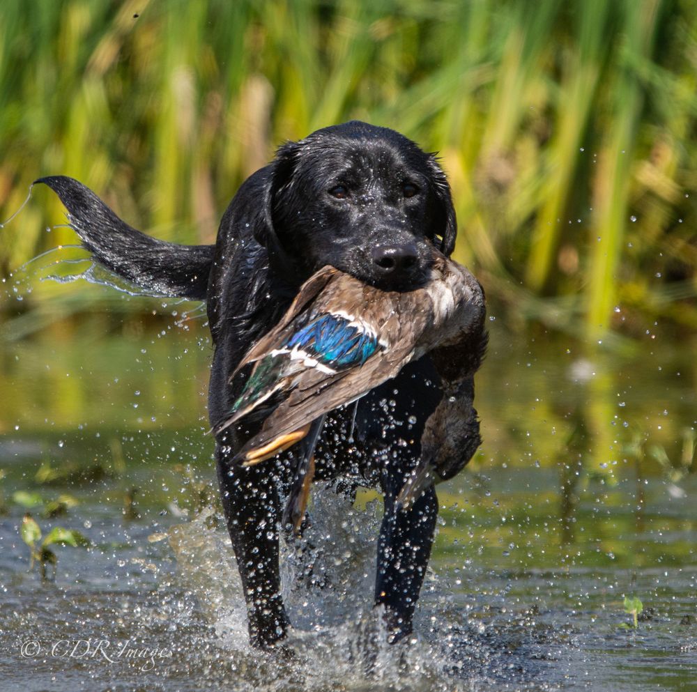 Black labrador retriever retrieving duck from water with splashing water droplets.