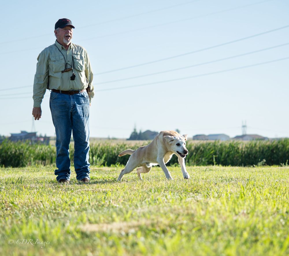 Yellow labrador retriever running through grassy field during training exercise.
