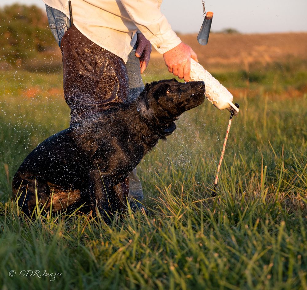 Black dog being sprayed with water while playing in grassy field at sunset.