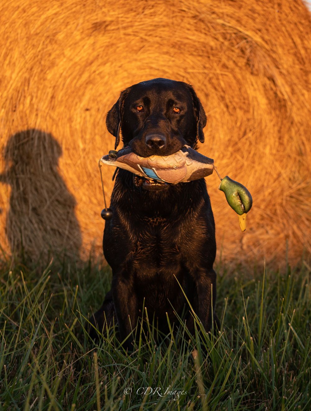 Black Labrador holding duck decoy against golden hay bale background at sunset.