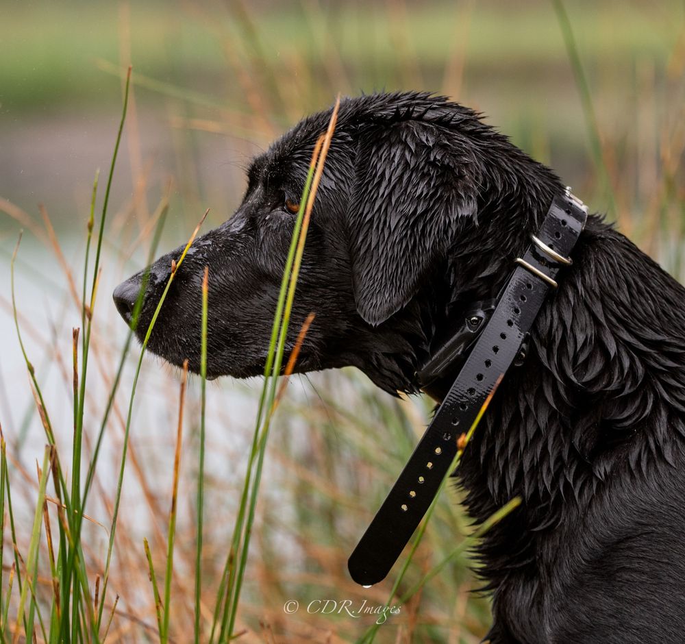 Wet black labrador retriever with collar looking attentively through tall grass near water.