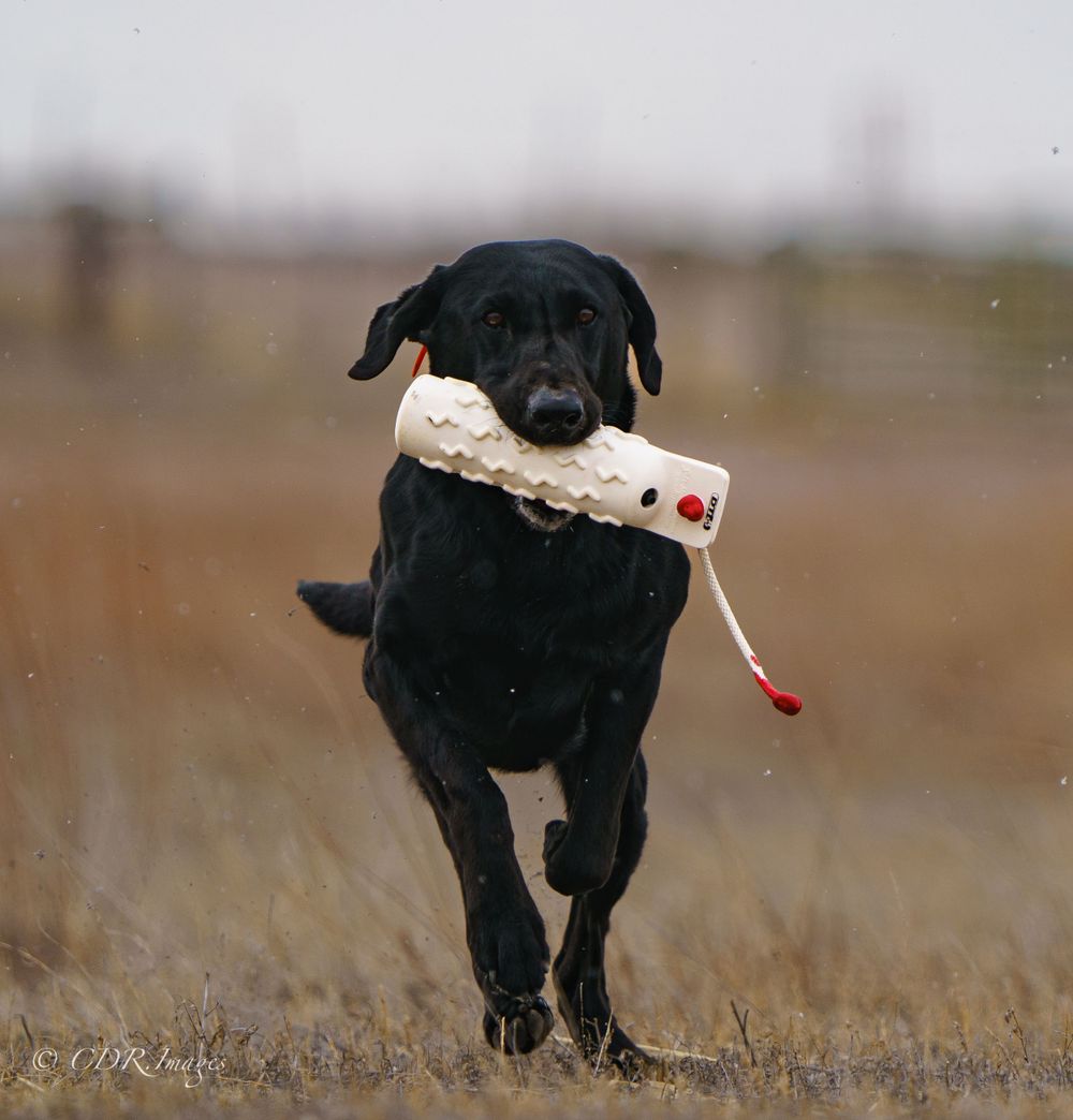 Black Labrador retriever running with white training dummy in mouth across field.