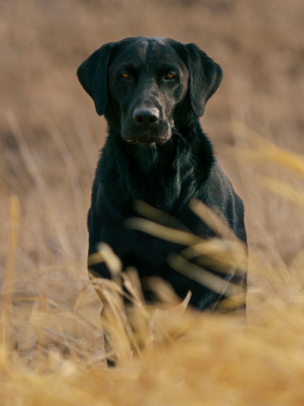 Black Labrador sitting alertly in tall golden grass during autumn season.