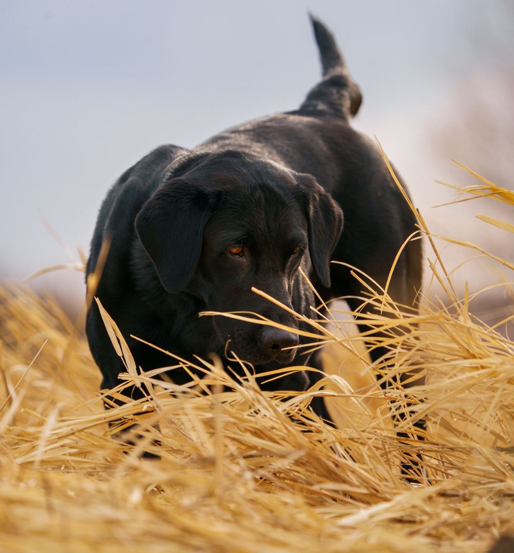 Black Labrador moving through tall golden wheat field on hunting expedition.
