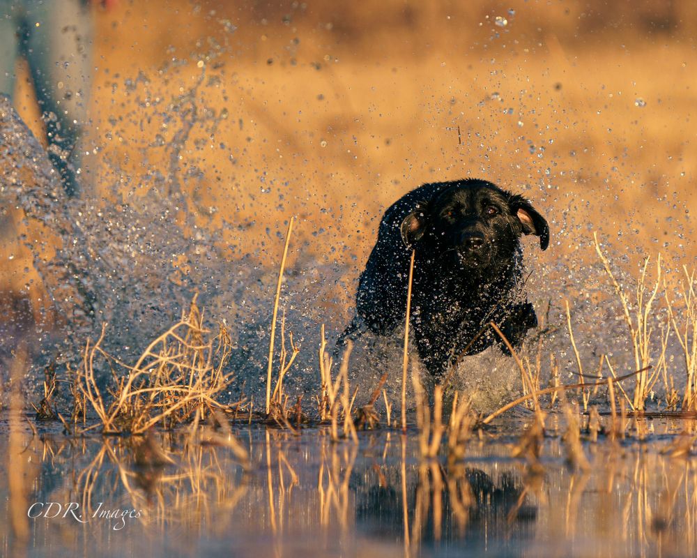Black dog creating water splashes while running through shallow water at sunset.