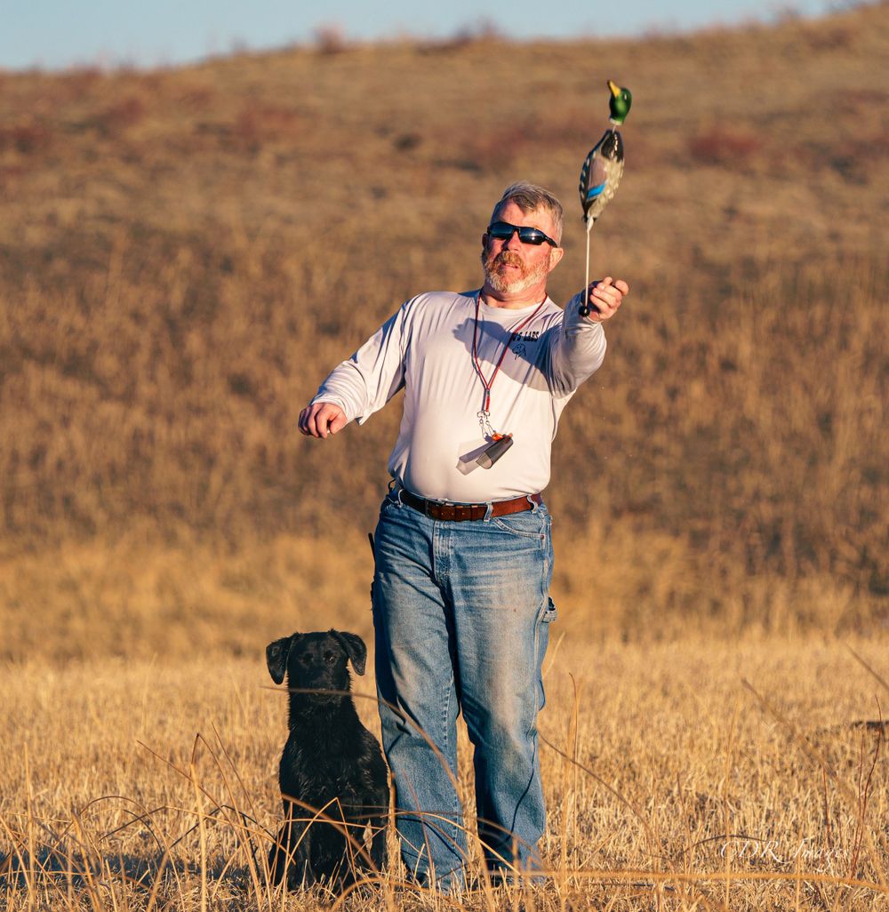 Training session in field with black Labrador and training equipment.