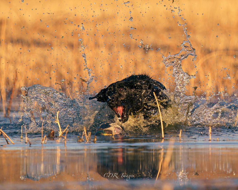 Black Lab dog retrieving bird from water with dramatic splash effect in golden light.