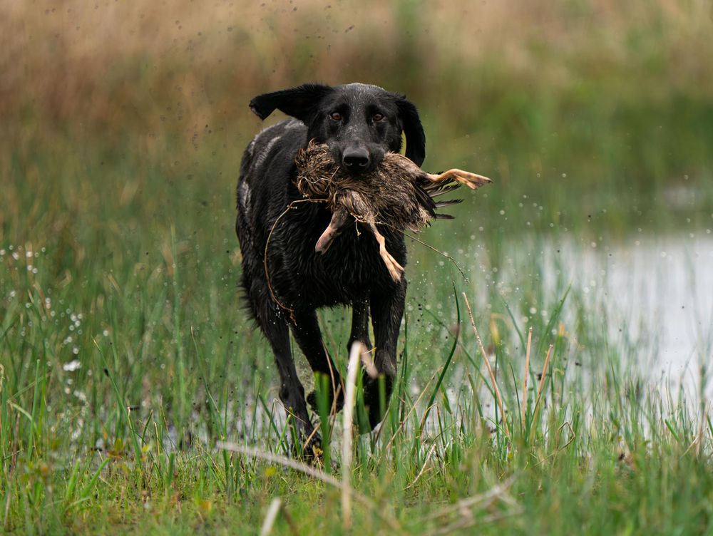 Black labrador retriever carrying waterfowl through wetland grasses.