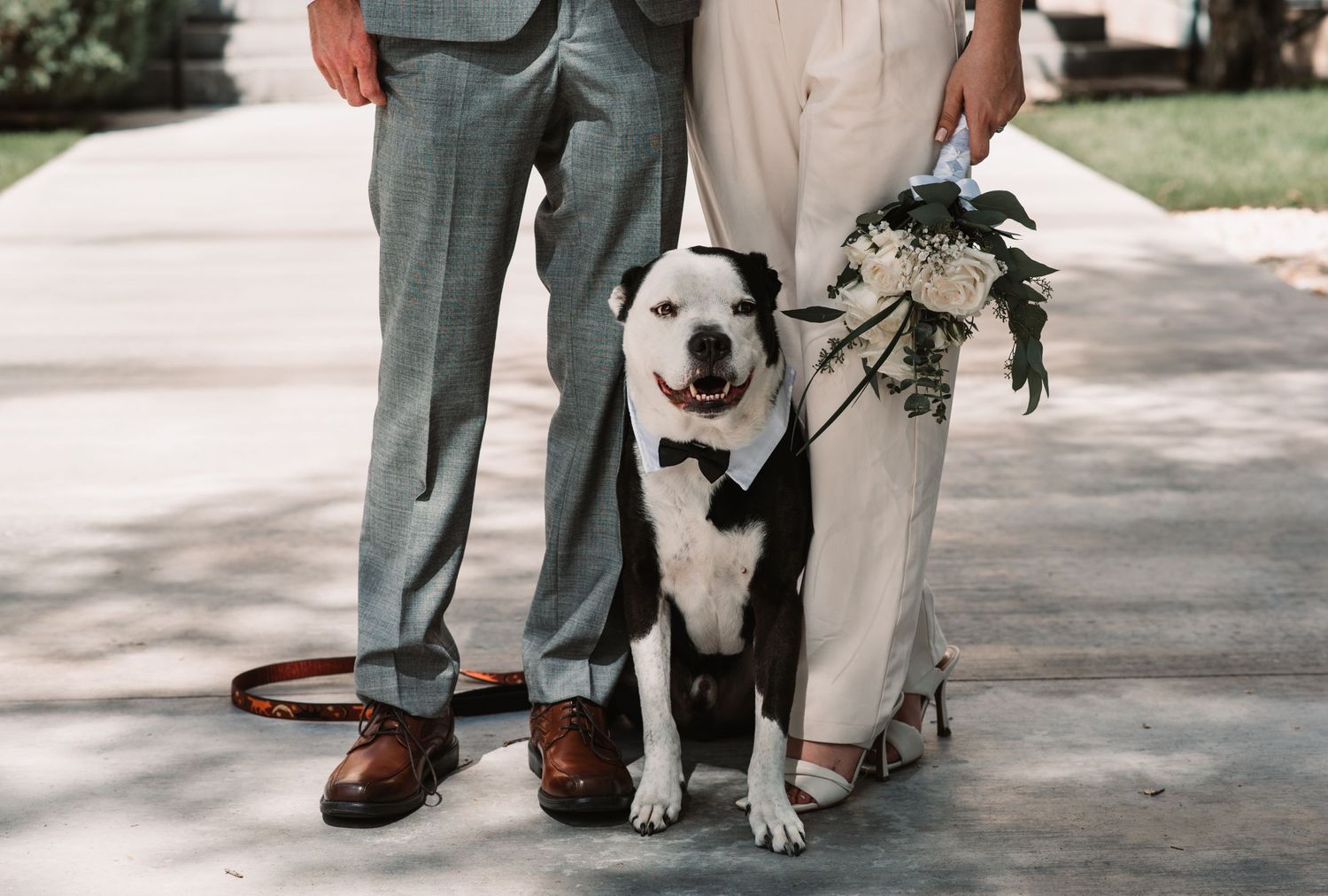 Colorado wedding pet photographer