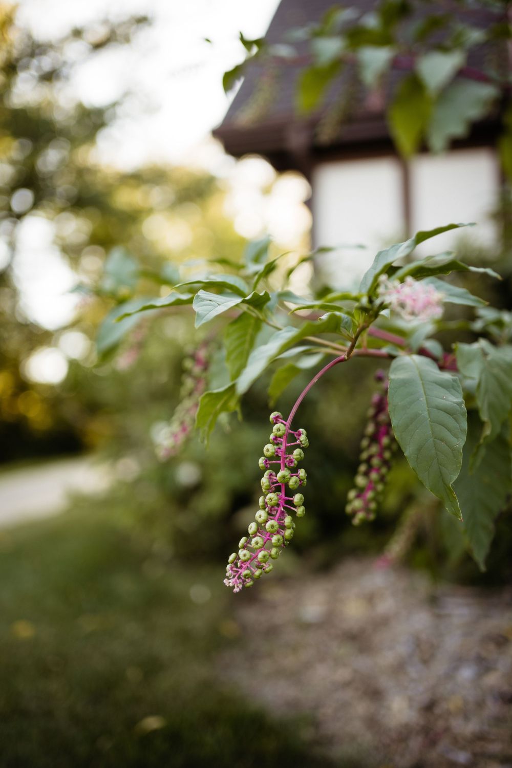 Pokeweed plant with purple berries growing in garden setting.