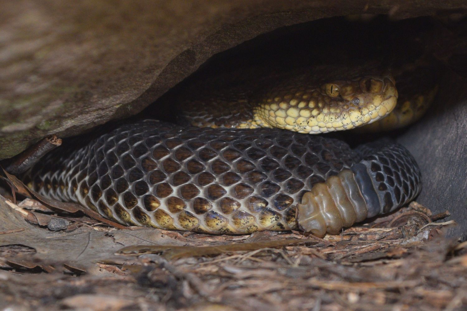 Gone herping