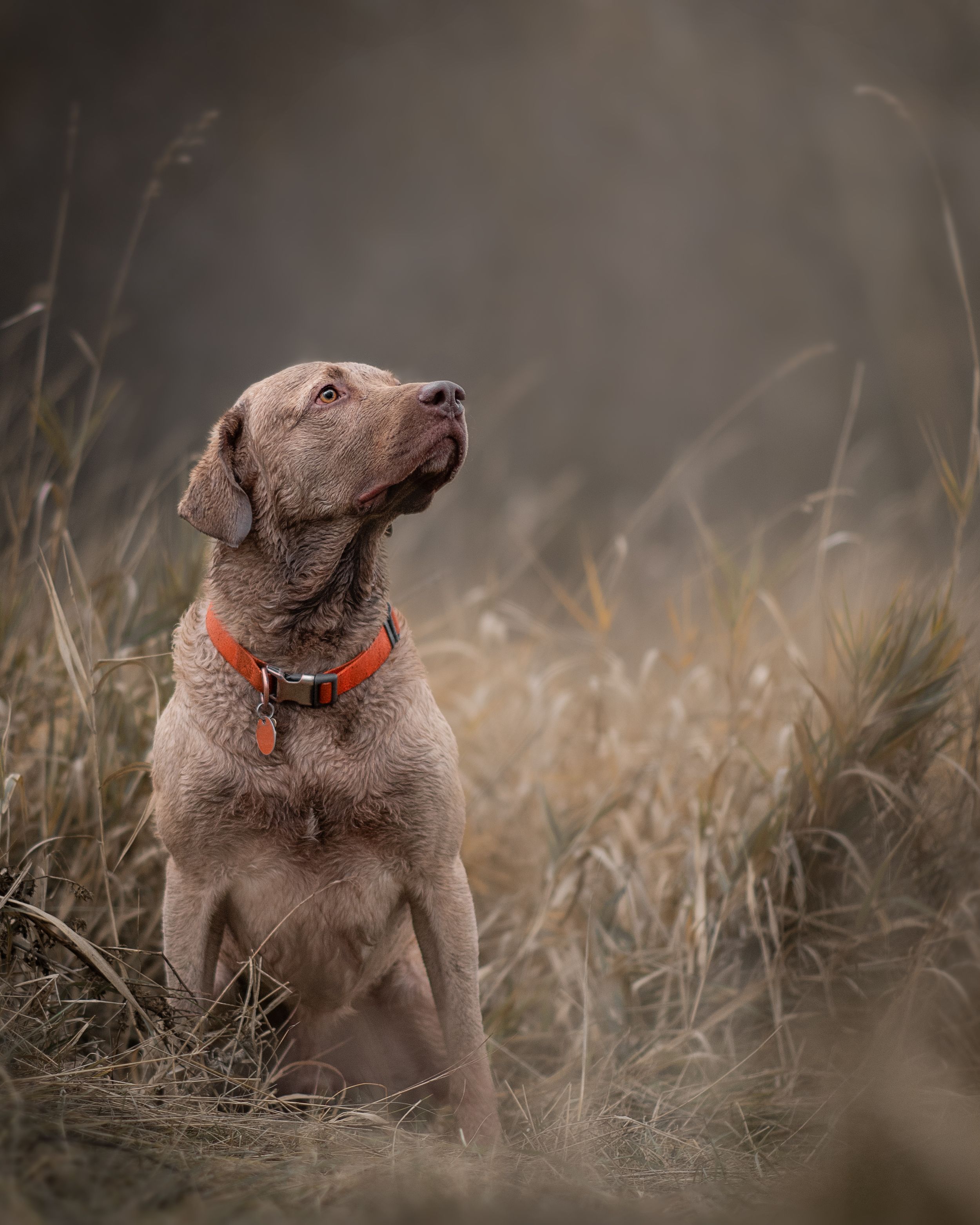 Cute dog sitting in a field of dead grass portrait