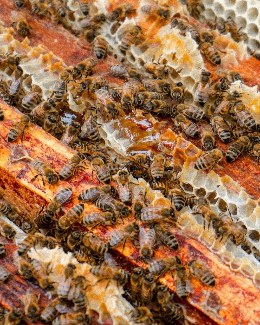 Abeilles