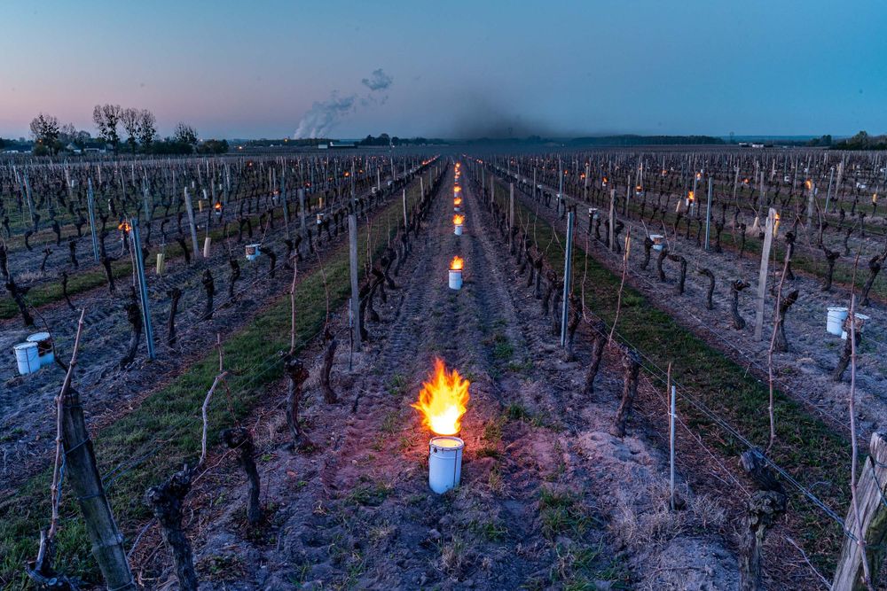 Vignes