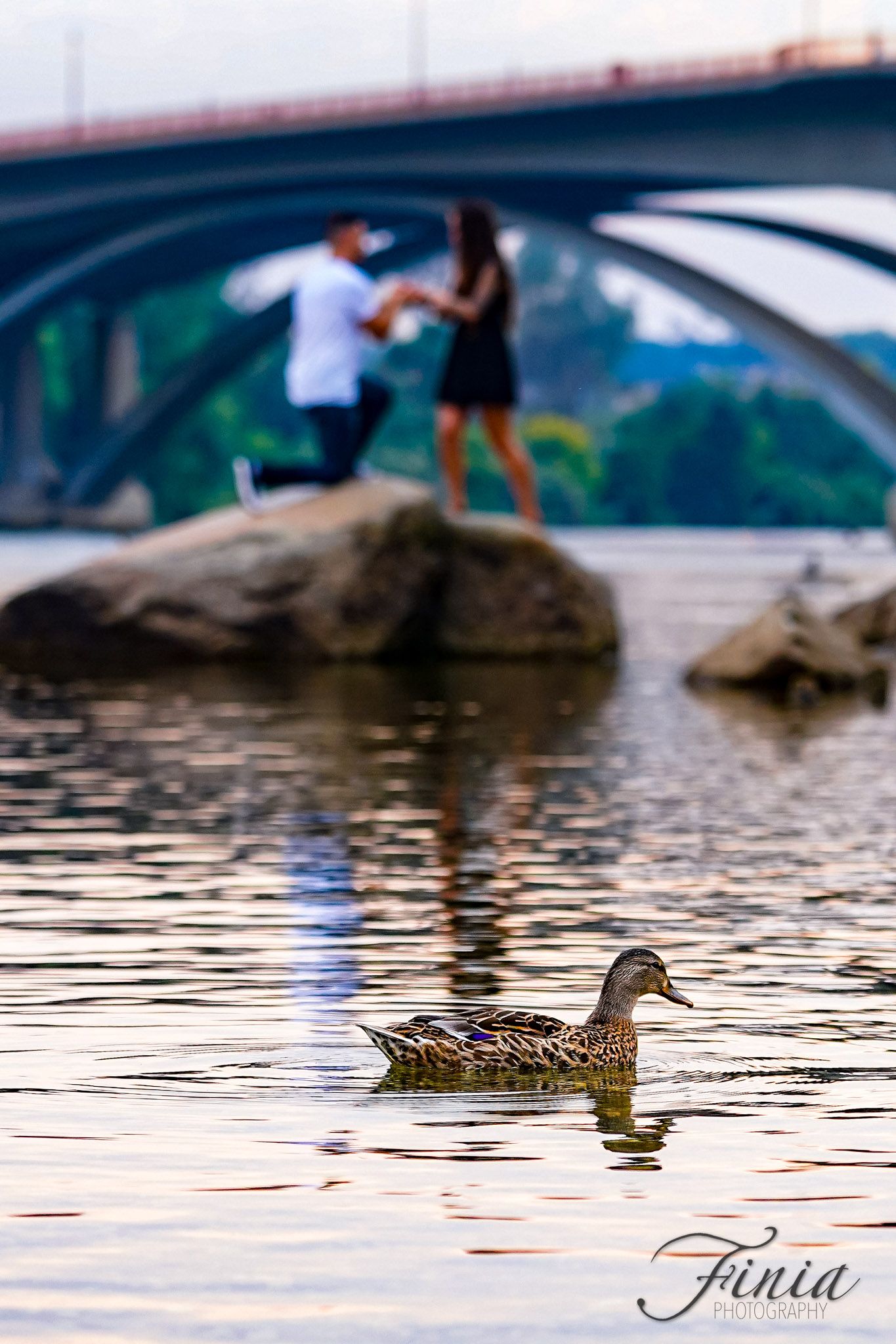 A duck swims peacefully in a lake while a couple shares a romantic moment on rocks under a bridge in the background.