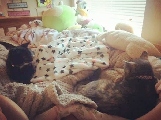 Two cats lounging together on a cozy bed with plush toys and blankets.