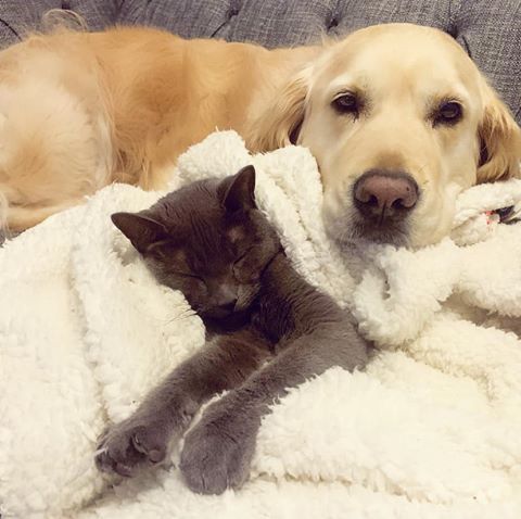 Yellow Labrador and gray cat cuddling together on a white blanket.