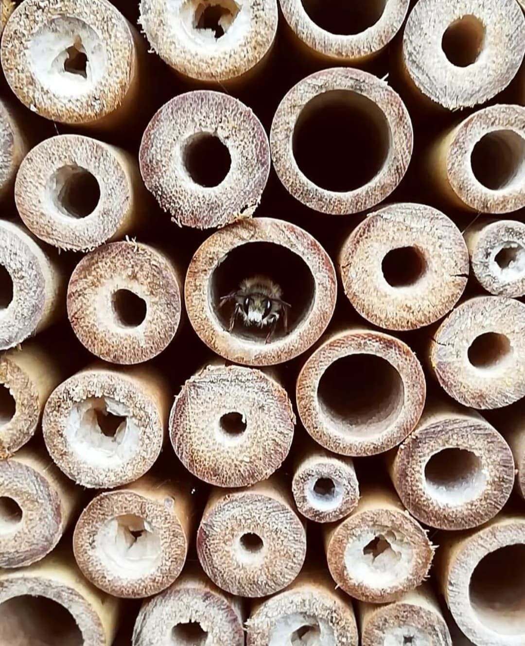 Close-up view of circular bamboo or reed tubes arranged in a honeycomb pattern.