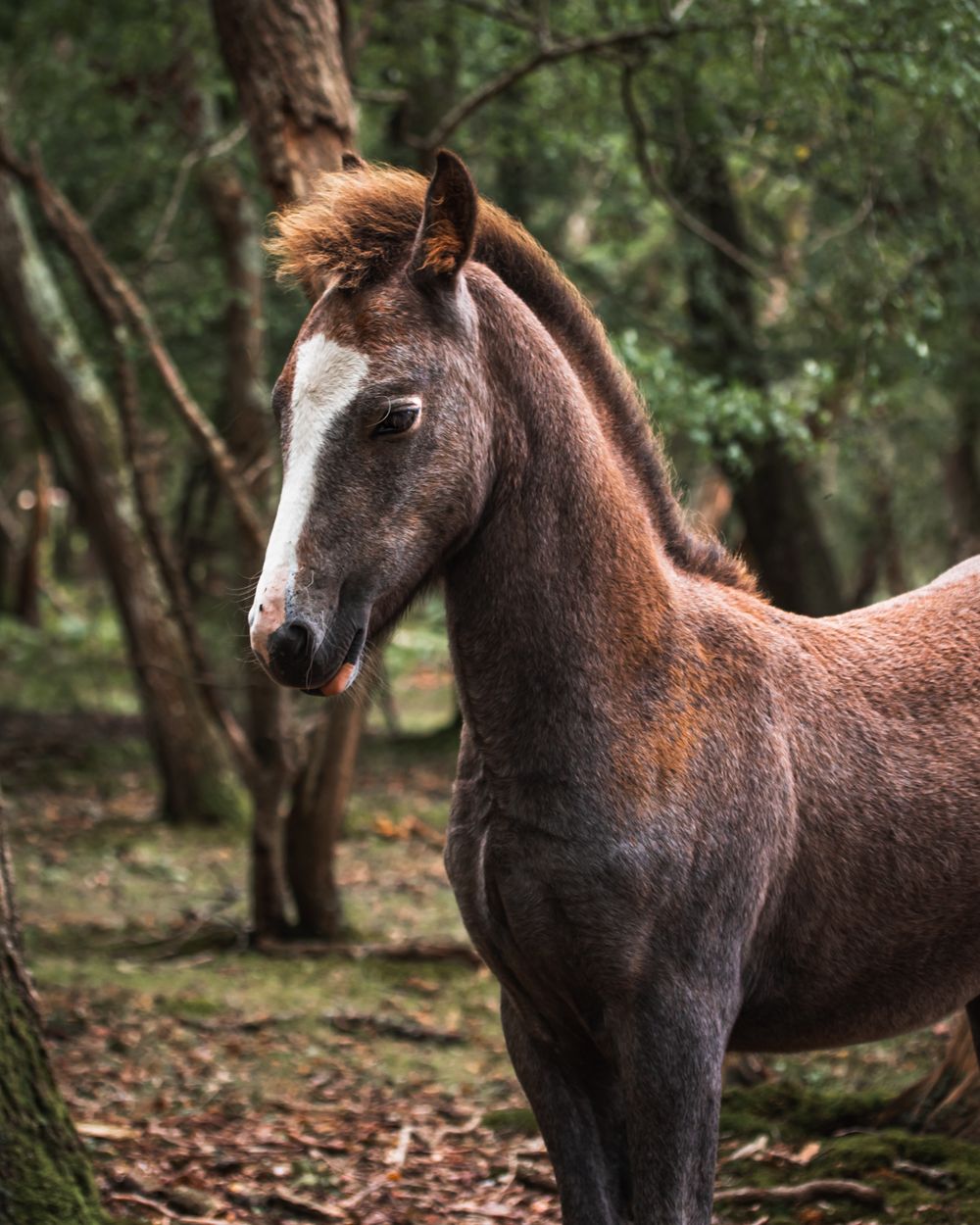 close up new forest horse