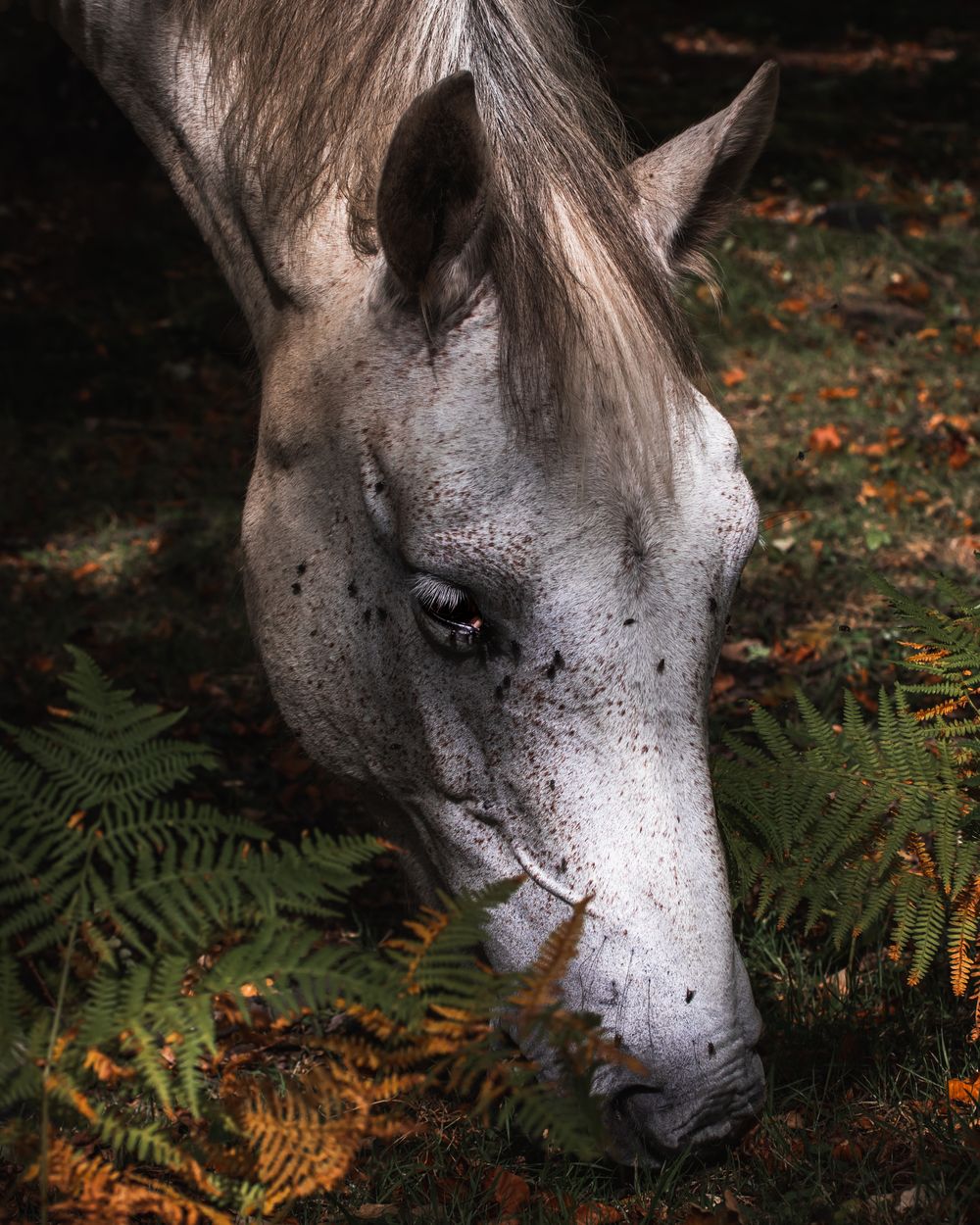 close up new forest horse