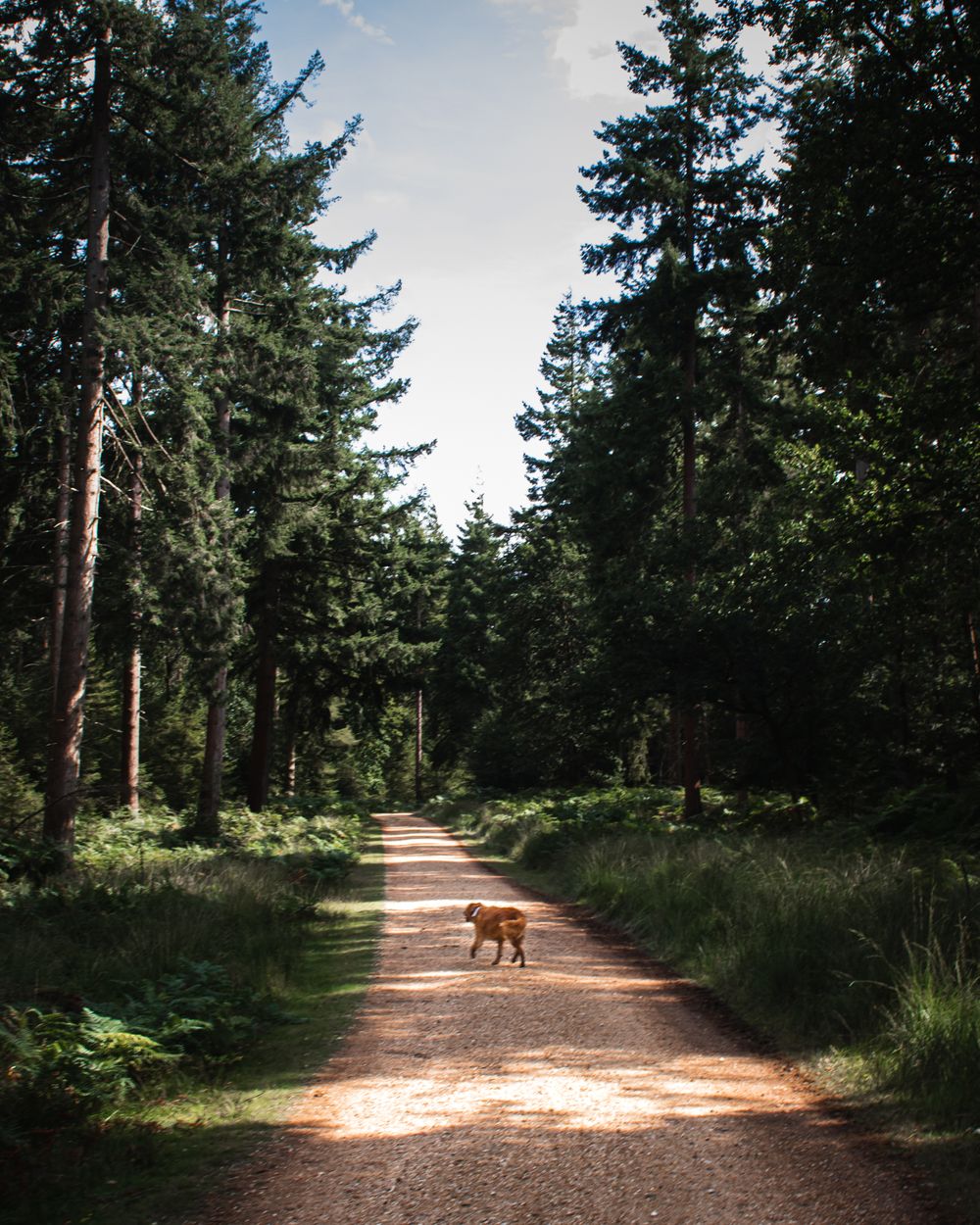 new forest walk