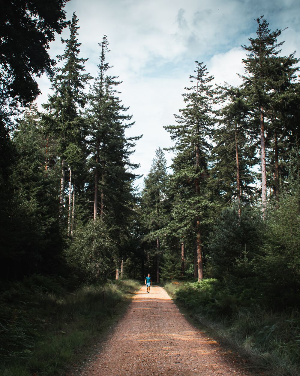 new forest walk