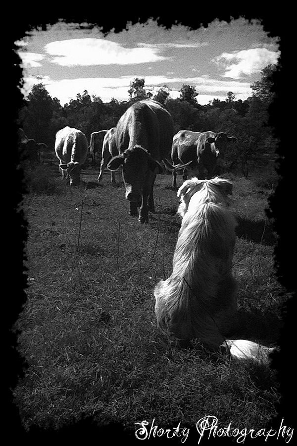 A dog watches horses grazing in a field in dramatic black and white photography.